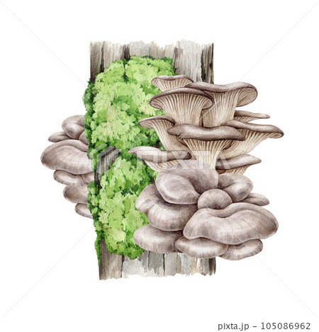 Oyster mushroom growing on a mossy tree trunk. Watercolor illustration. Forest natural image. Hand painted Pleurotus ostreatus fungi. Natural oyster mushrooms growing on a tree. White background 105086962
