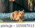 佇む猫 105087013