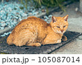 佇む猫 105087014