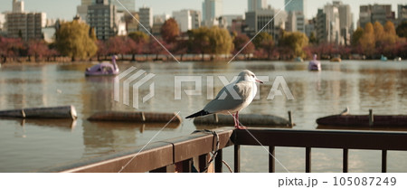 上野公園のカモメ 105087249