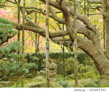 宝泉院のお庭 宝泉院のお庭 105087292