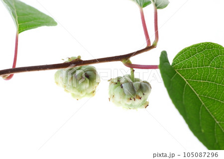 マタタビの実(虫こぶ) マタタビの実(虫こぶ) 105087296