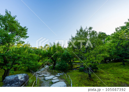 快晴の青空と早朝の兼六園内の梅林周辺の風景｜石川県金沢市 105087392