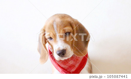 ビーグル犬 105087441