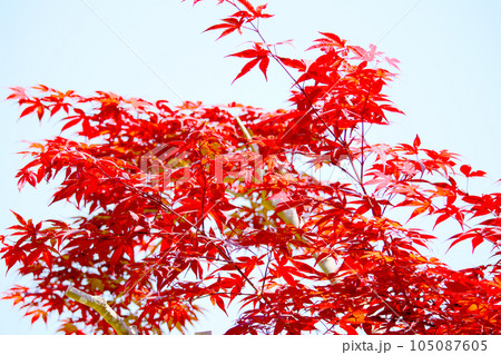 青空と紅葉 105087605