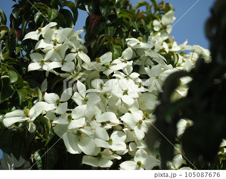 やまぼうし やまぼうし 105087676