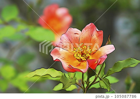 パステル調　”一重咲きのバラ”モーニングミスト””　イラストイメージ 105087786