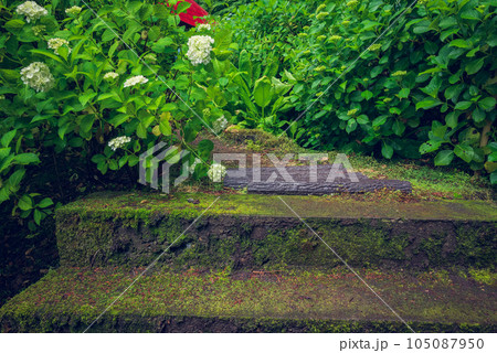 苔むした石段と紫陽花【弘長寺】 105087950