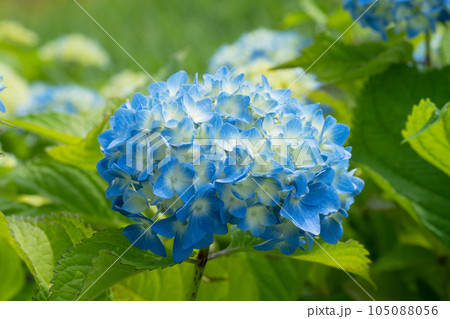 アジサイの花 105088056