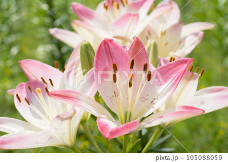 ユリの花 105088059