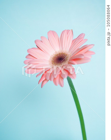 水色の鮮やかな背景に一輪のピンクのガーベラ 105088064