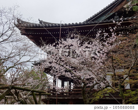 京都の春をめぐる　真如寺編 105088088