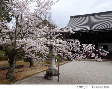 京都の春をめぐる　真如寺編 105088100