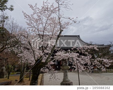 京都の春をめぐる　真如寺編 105088102
