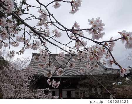 京都の春をめぐる　真如寺編 105088121