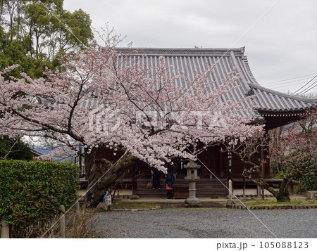 京都の春をめぐる　真如寺編 105088123