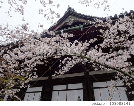 京都の春をめぐる　真如寺編 105088141