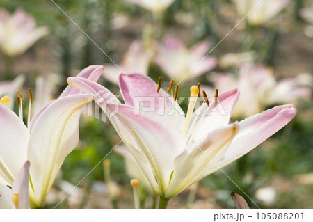 ユリの花 ユリの花 105088201