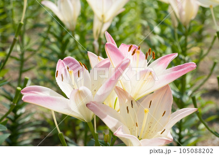 ユリの花 ユリの花 105088202