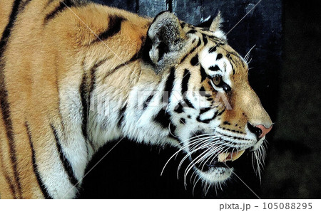北九州 到津動物園 105088295