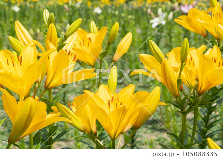 ユリの花 ユリの花 105088335