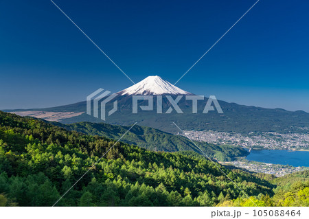 《山梨県》初夏の富士山・新緑の原生林 105088464