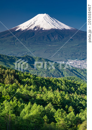 《山梨県》初夏の富士山・新緑の原生林 105088467