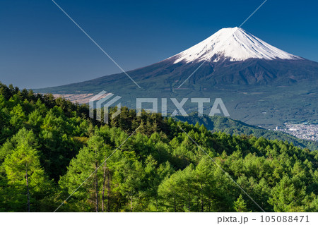 《山梨県》初夏の富士山・新緑の原生林 105088471
