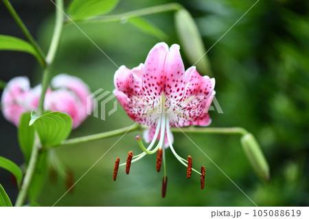 カノコユリ（鹿の子百合） 105088619