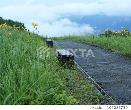 白馬五竜高山植物園のニッコウキスゲの小径 白馬五竜高山植物園のニッコウキスゲの小径 105088759
