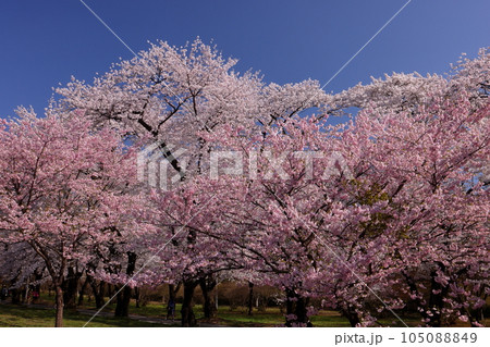 群馬県前橋市苗ヶ島町　赤城南面千本桜で有名なみやぎ千本桜の森の世界の桜品種　アメリカやアーコレード 105088849