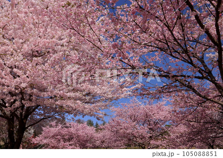 群馬県前橋市苗ヶ島町　赤城南面千本桜で有名なみやぎ千本桜の森の世界の桜品種　アメリカやアーコレード 105088851