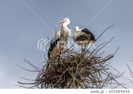White Stork, Ciconia ciconia on the nest in Oettingen, Swabia, Bavaria, Germany, Europe White Stork, Ciconia ciconia on the nest in Oettingen, Swabia, Bavaria, Germany, Europe 105089049