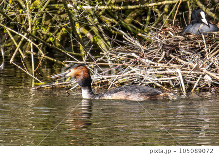 Great Crested Grebe, Podiceps cristatus with beautiful orange colors, a water bird with red eyes. 105089072
