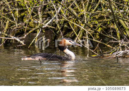 Great Crested Grebe, Podiceps cristatus with beautiful orange colors, a water bird with red eyes. 105089073