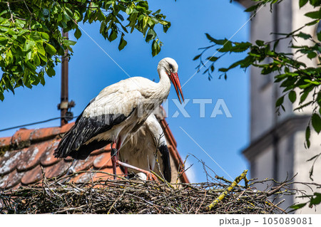 European white Stork, Ciconia ciconia with small babies on the nest in Oettingen, Swabia, Bavaria, Germany, Europe 105089081