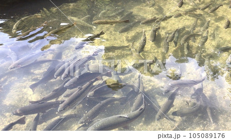 マス釣り マス釣り 105089176