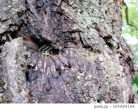 樹木の穴の中に可愛いアマガエル 105089184