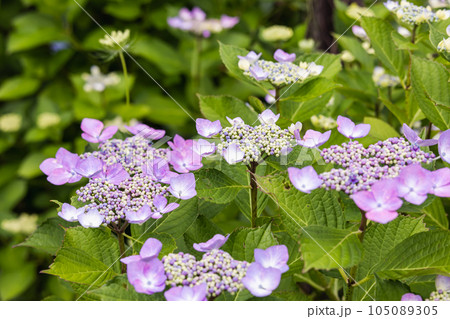 小さな花に額縁のような装飾花のガクアジサイ (額紫陽花)の写真