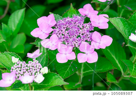 小さな花に額縁のような装飾花のガクアジサイ (額紫陽花) 小さな花に額縁のような装飾花のガクアジサイ (額紫陽花) 105089307