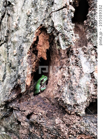 樹木の穴の中に可愛いアマガエル 樹木の穴の中に可愛いアマガエル 105089382