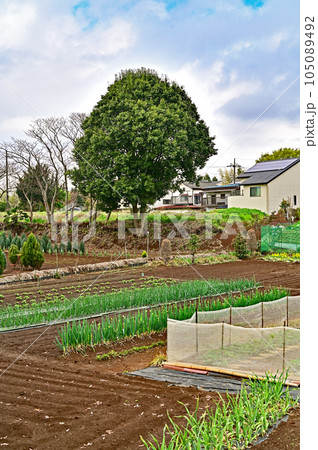 川口散歩：畑と木　川口市大字新井宿 105089492