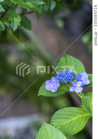 京都　白川南通（祇園白川）　川沿いに咲く紫陽花　新緑の季節 105089716