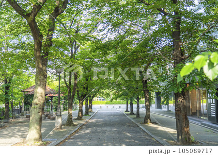 京都 祇園白川 白川南通 新緑のトンネル 京都 祇園白川 白川南通 新緑のトンネル 105089717