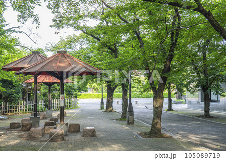 京都　祇園白川　白川南通　新緑のトンネル 105089719