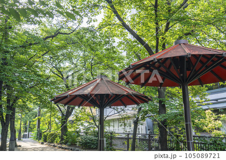 京都 祇園白川 白川南通 新緑のトンネル 京都 祇園白川 白川南通 新緑のトンネル 105089721