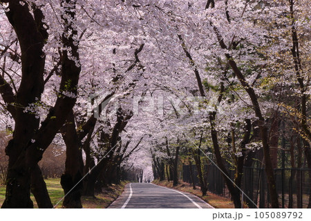 群馬県前橋市苗ヶ島町 赤城南面千本桜の満開のソメイヨシノ並木の見渡す限りの桜のトンネル 群馬県前橋市苗ヶ島町 赤城南面千本桜の満開のソメイヨシノ並木の見渡す限りの桜のトンネル 105089792
