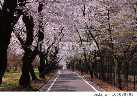 群馬県前橋市苗ヶ島町　赤城南面千本桜の満開のソメイヨシノ並木の見渡す限りの桜のトンネル 105089793