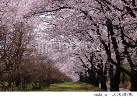 群馬県前橋市苗ヶ島町　赤城南面千本桜の満開のソメイヨシノ並木の見渡す限りの桜のトンネル 105089796
