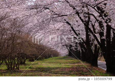 群馬県前橋市苗ヶ島町　赤城南面千本桜の満開のソメイヨシノ並木の見渡す限りの桜のトンネル 105089799